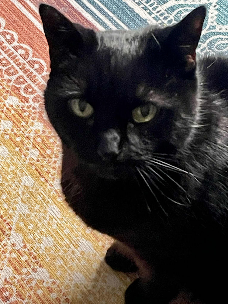 Rosie